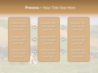 A Herd Of Cattle Grazing On A Lush Green Hillside PowerPoint Template