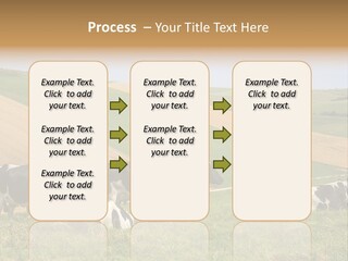 A Herd Of Cattle Grazing On A Lush Green Hillside PowerPoint Template