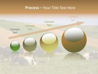 A Herd Of Cattle Grazing On A Lush Green Hillside PowerPoint Template