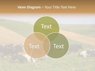 A Herd Of Cattle Grazing On A Lush Green Hillside PowerPoint Template