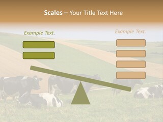 A Herd Of Cattle Grazing On A Lush Green Hillside PowerPoint Template