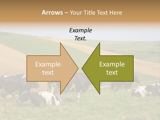A Herd Of Cattle Grazing On A Lush Green Hillside PowerPoint Template