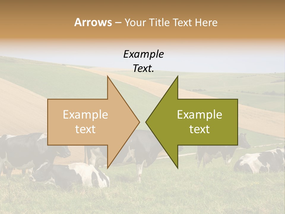 A Herd Of Cattle Grazing On A Lush Green Hillside PowerPoint Template
