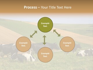 A Herd Of Cattle Grazing On A Lush Green Hillside PowerPoint Template