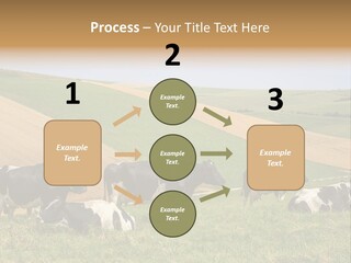 A Herd Of Cattle Grazing On A Lush Green Hillside PowerPoint Template