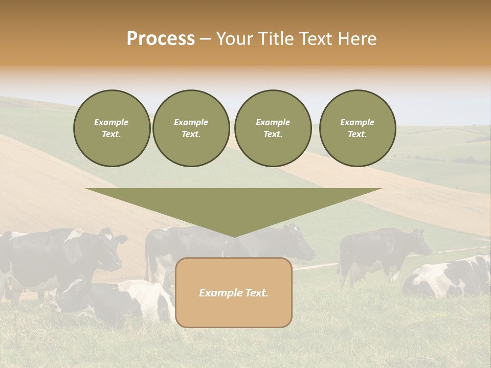 A Herd Of Cattle Grazing On A Lush Green Hillside PowerPoint Template