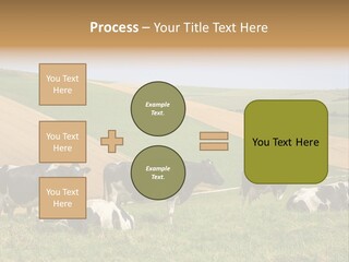 A Herd Of Cattle Grazing On A Lush Green Hillside PowerPoint Template