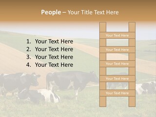 A Herd Of Cattle Grazing On A Lush Green Hillside PowerPoint Template