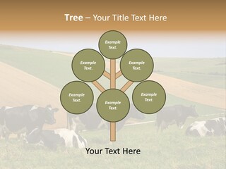 A Herd Of Cattle Grazing On A Lush Green Hillside PowerPoint Template