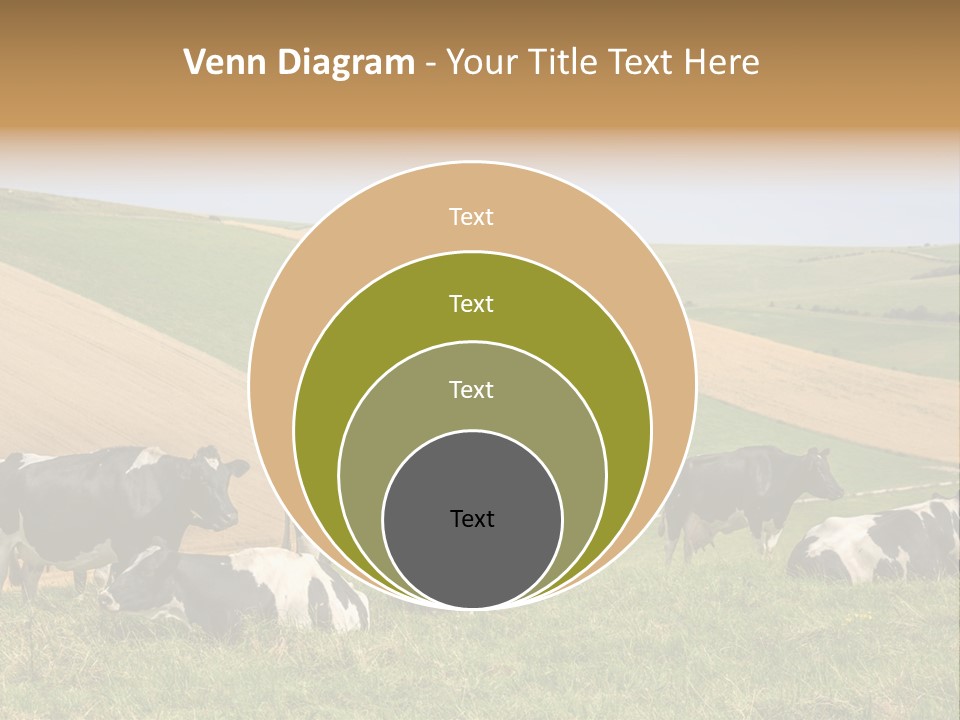 A Herd Of Cattle Grazing On A Lush Green Hillside PowerPoint Template