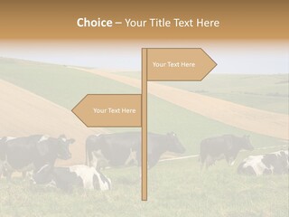 A Herd Of Cattle Grazing On A Lush Green Hillside PowerPoint Template