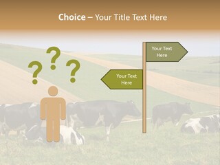 A Herd Of Cattle Grazing On A Lush Green Hillside PowerPoint Template