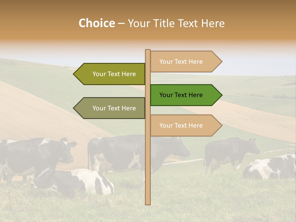 A Herd Of Cattle Grazing On A Lush Green Hillside PowerPoint Template