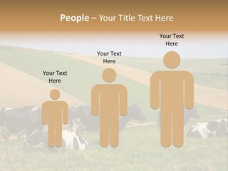 A Herd Of Cattle Grazing On A Lush Green Hillside PowerPoint Template