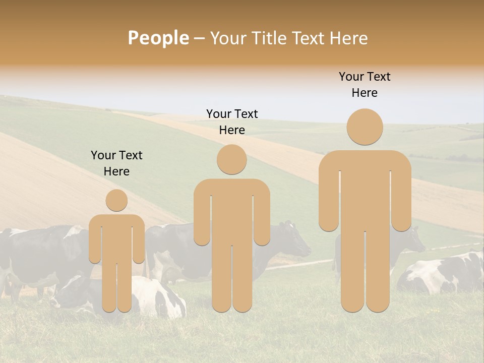 A Herd Of Cattle Grazing On A Lush Green Hillside PowerPoint Template