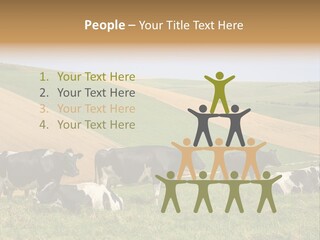 A Herd Of Cattle Grazing On A Lush Green Hillside PowerPoint Template