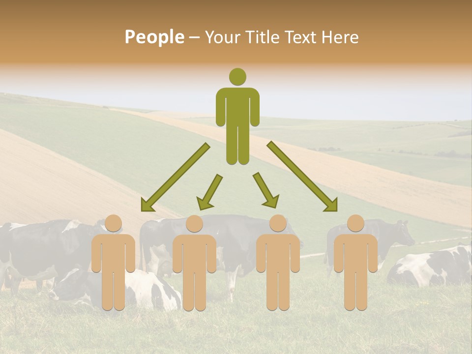 A Herd Of Cattle Grazing On A Lush Green Hillside PowerPoint Template