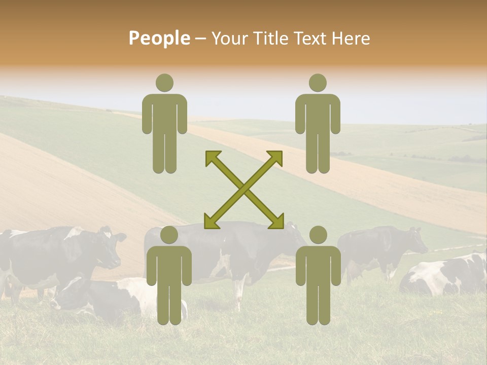 A Herd Of Cattle Grazing On A Lush Green Hillside PowerPoint Template