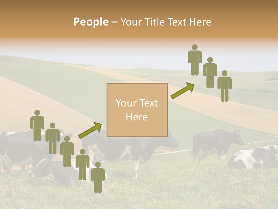 A Herd Of Cattle Grazing On A Lush Green Hillside PowerPoint Template