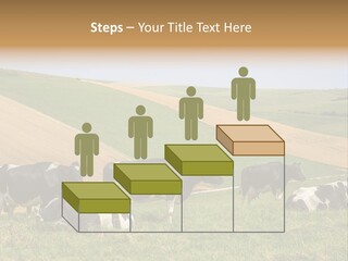 A Herd Of Cattle Grazing On A Lush Green Hillside PowerPoint Template
