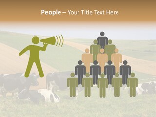 A Herd Of Cattle Grazing On A Lush Green Hillside PowerPoint Template