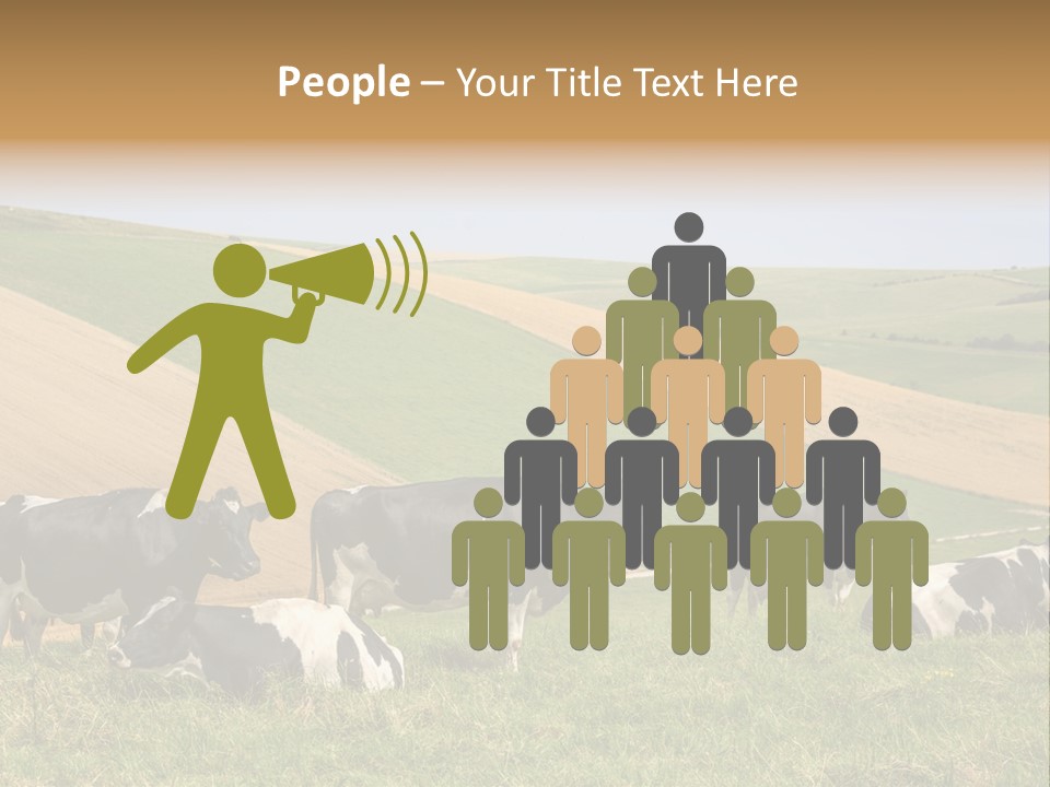 A Herd Of Cattle Grazing On A Lush Green Hillside PowerPoint Template