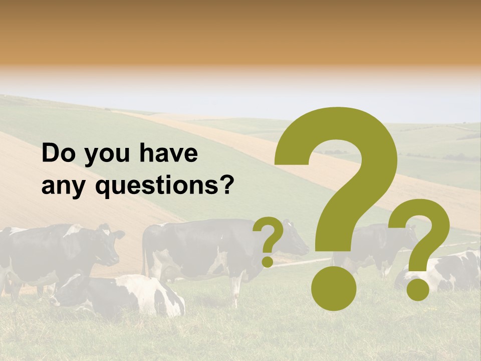 A Herd Of Cattle Grazing On A Lush Green Hillside PowerPoint Template