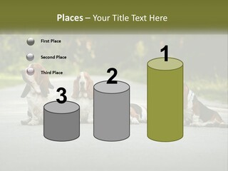 A Group Of Dogs Sitting On The Side Of A Road PowerPoint Template