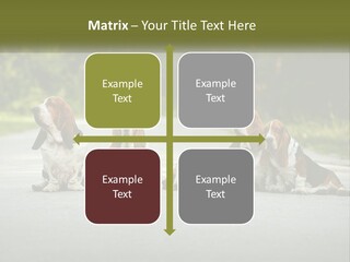 A Group Of Dogs Sitting On The Side Of A Road PowerPoint Template