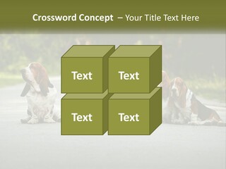 A Group Of Dogs Sitting On The Side Of A Road PowerPoint Template