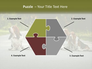 A Group Of Dogs Sitting On The Side Of A Road PowerPoint Template