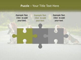 A Group Of Dogs Sitting On The Side Of A Road PowerPoint Template