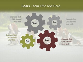 A Group Of Dogs Sitting On The Side Of A Road PowerPoint Template