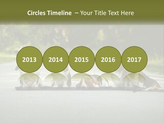 A Group Of Dogs Sitting On The Side Of A Road PowerPoint Template