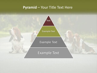 A Group Of Dogs Sitting On The Side Of A Road PowerPoint Template