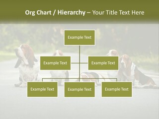 A Group Of Dogs Sitting On The Side Of A Road PowerPoint Template