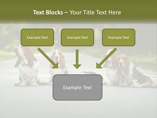 A Group Of Dogs Sitting On The Side Of A Road PowerPoint Template