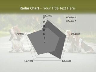 A Group Of Dogs Sitting On The Side Of A Road PowerPoint Template