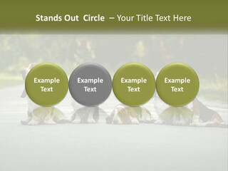 A Group Of Dogs Sitting On The Side Of A Road PowerPoint Template
