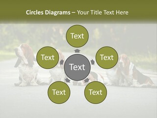 A Group Of Dogs Sitting On The Side Of A Road PowerPoint Template