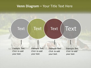 A Group Of Dogs Sitting On The Side Of A Road PowerPoint Template