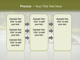 A Group Of Dogs Sitting On The Side Of A Road PowerPoint Template