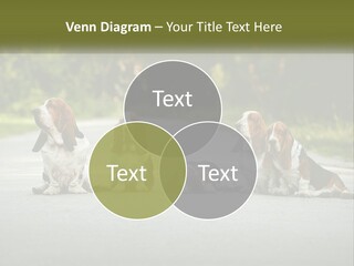 A Group Of Dogs Sitting On The Side Of A Road PowerPoint Template