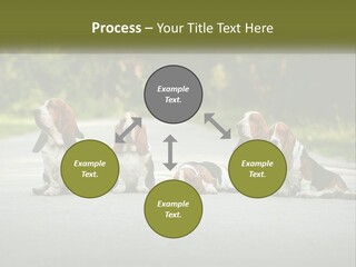A Group Of Dogs Sitting On The Side Of A Road PowerPoint Template