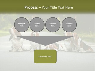 A Group Of Dogs Sitting On The Side Of A Road PowerPoint Template
