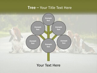 A Group Of Dogs Sitting On The Side Of A Road PowerPoint Template