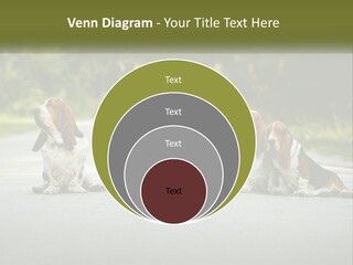 A Group Of Dogs Sitting On The Side Of A Road PowerPoint Template
