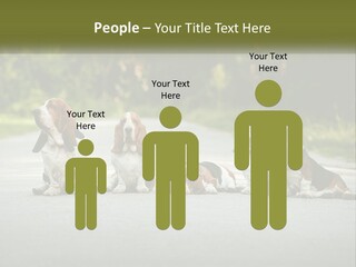 A Group Of Dogs Sitting On The Side Of A Road PowerPoint Template