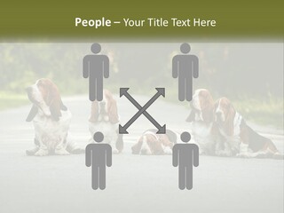 A Group Of Dogs Sitting On The Side Of A Road PowerPoint Template