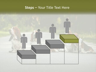 A Group Of Dogs Sitting On The Side Of A Road PowerPoint Template
